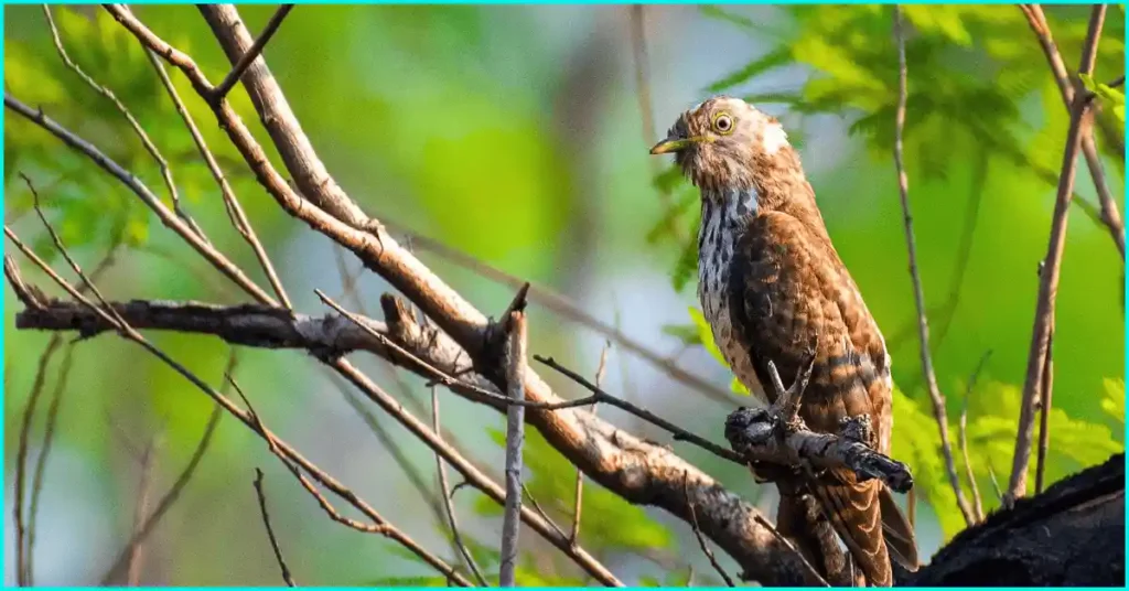 Interesting Facts About Cuckoo bird in Hindi