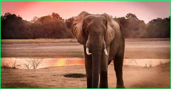 elephant facts in hindi