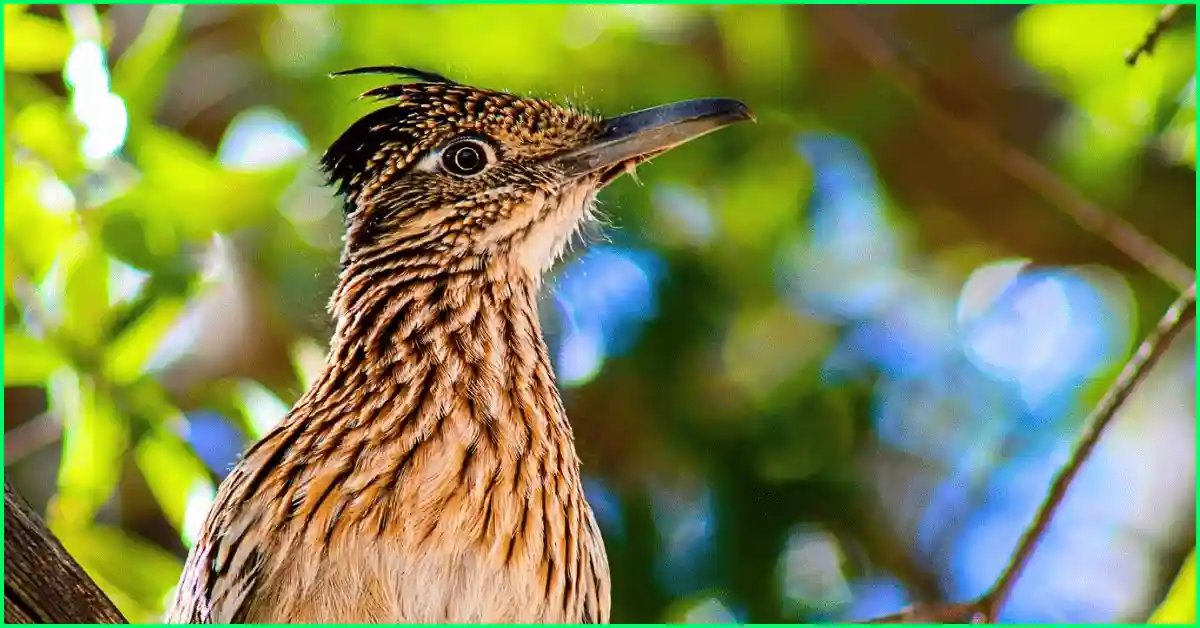 cuckoo-bird
