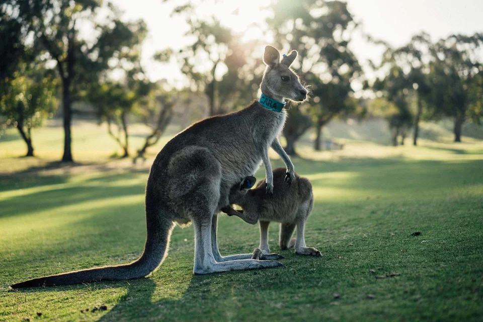 Facts About Australia in Hindi